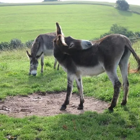 Haus 2 - Typ A Lägenhet Schönecken